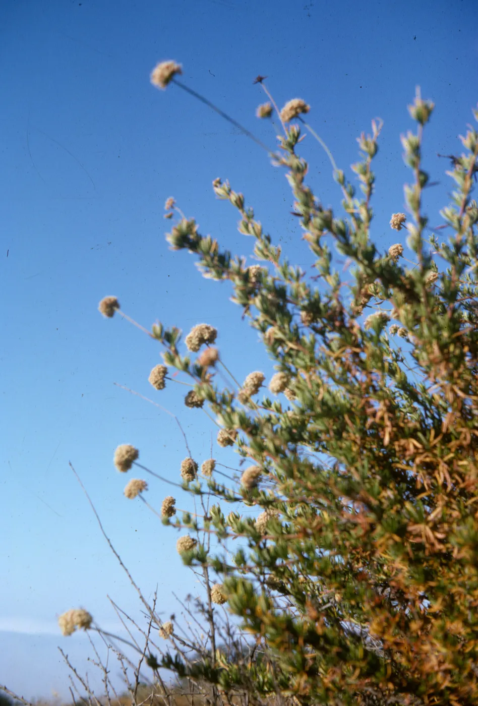 Eriogonum fasciculatum, San Marcos Pass Road