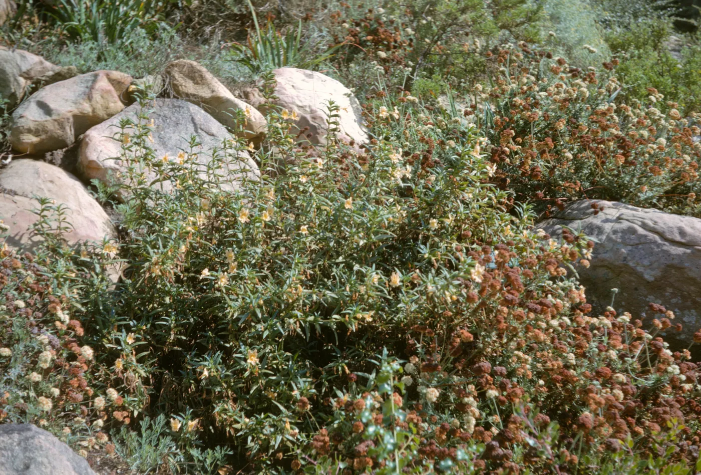 Eriogonum fasciculatum