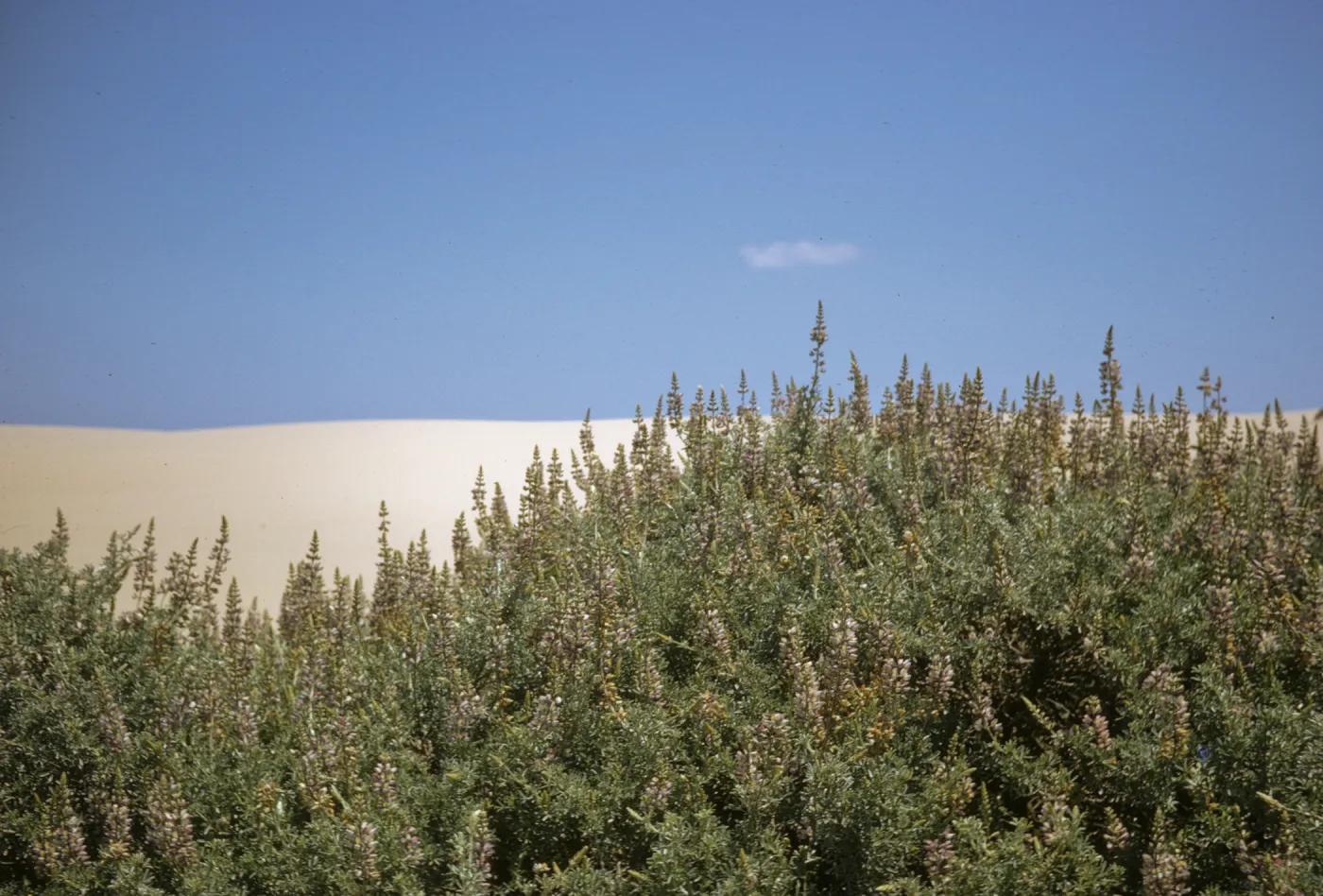 Lupinus albifrons, Oso Flaco