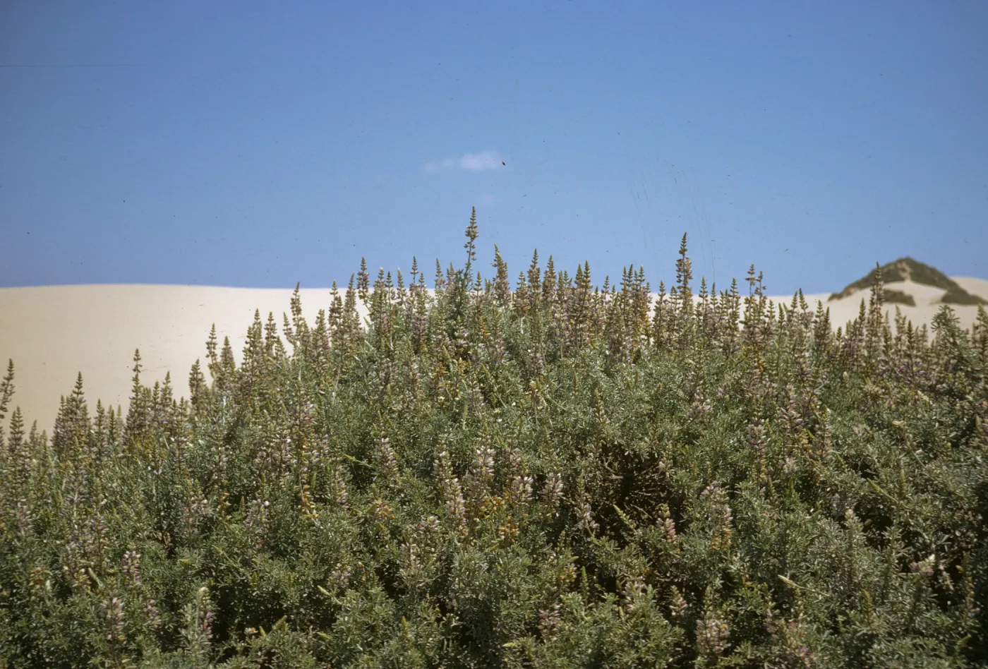 Lupinus albifrons, Oso Flaco