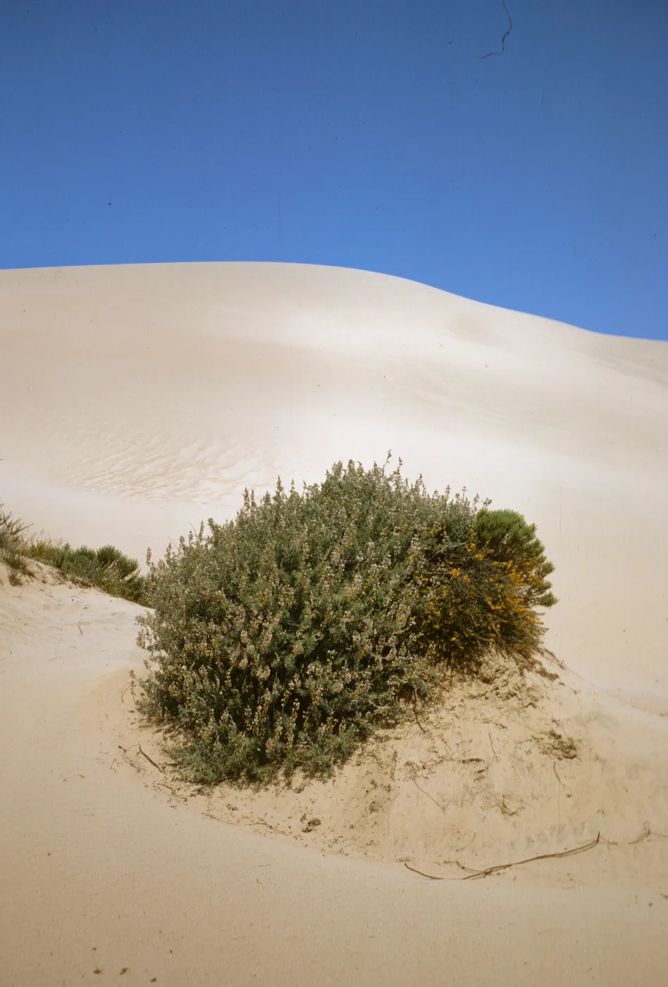 Lupinus albifrons, Oso Flaco