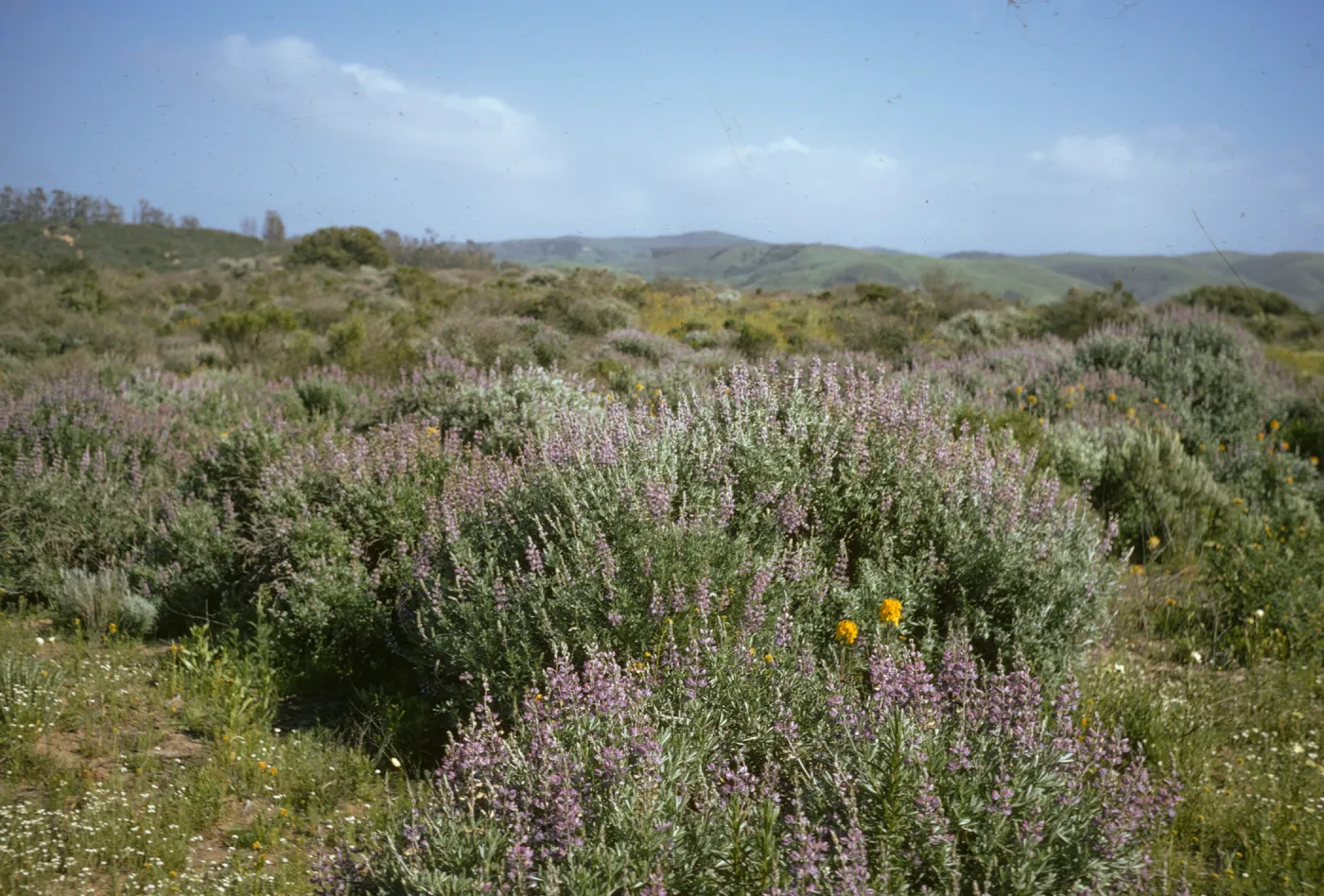 Lupinus albifrons, La Purisma