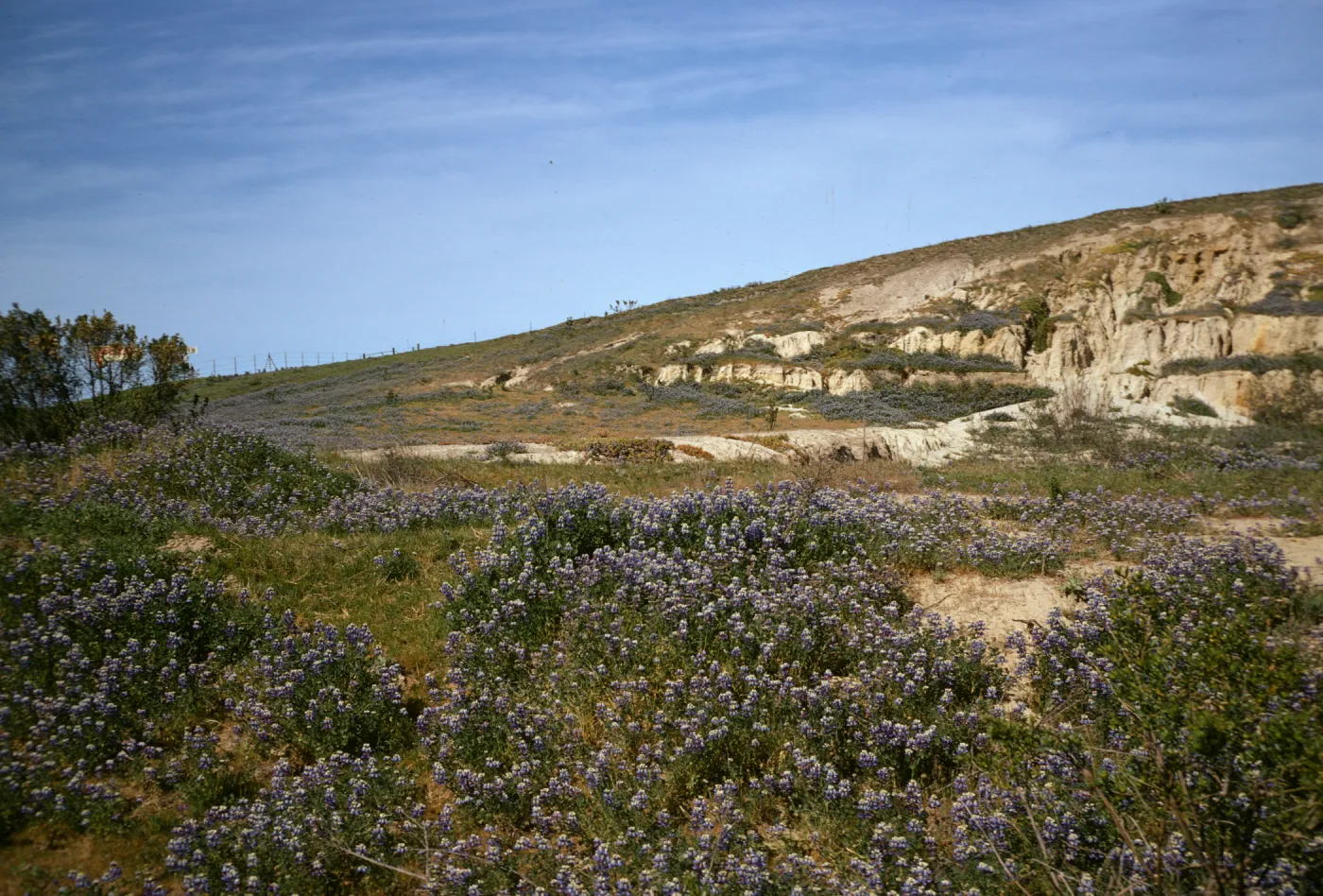Lupine near Morro Bay