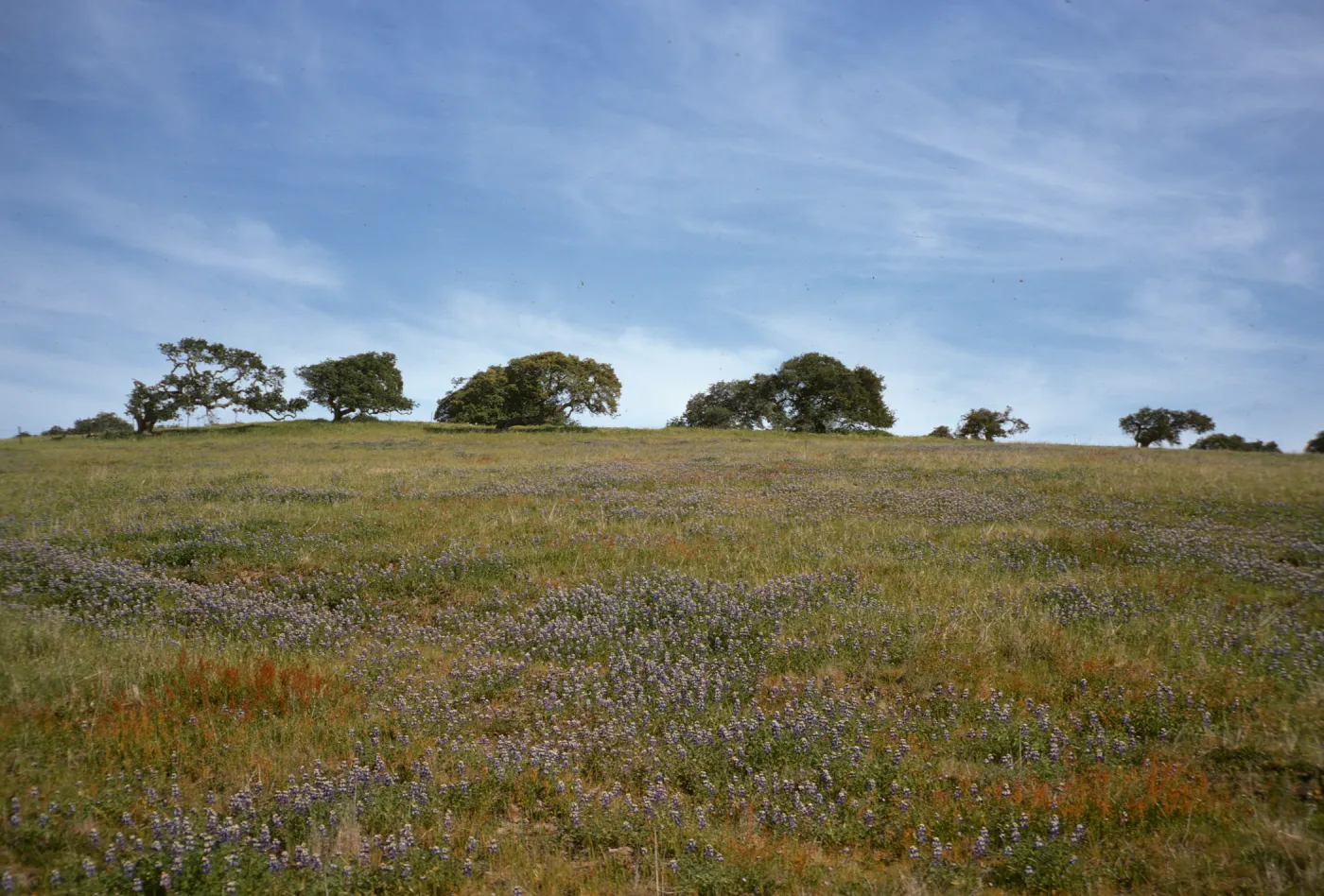 Lupine near Morro Bay