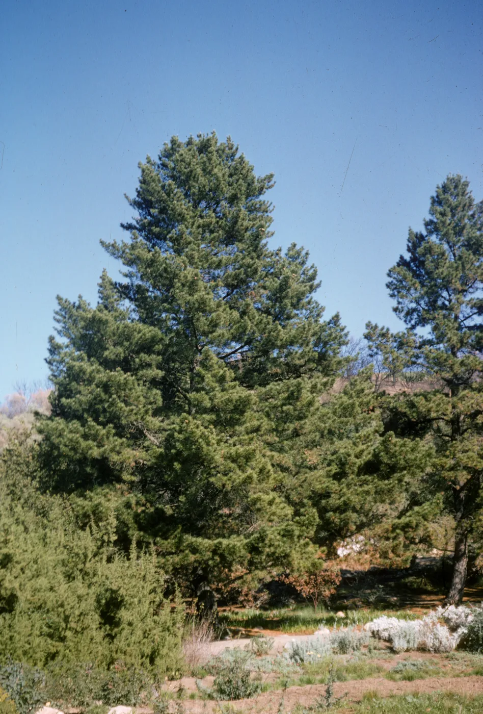 Pinus radiata