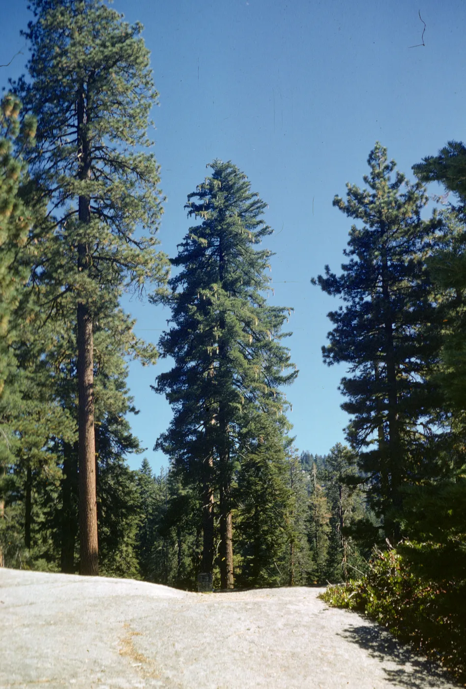 Pinus lambertiana (Sugar Pine)