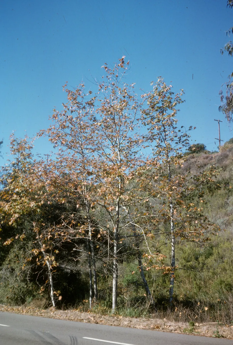 Platanus racemosa