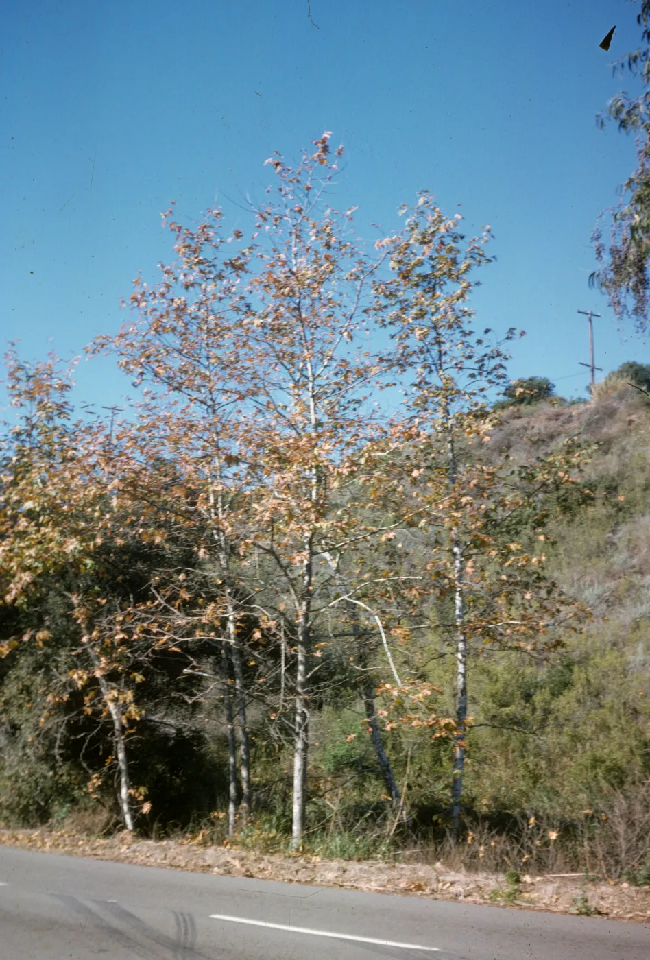 Platanus racemosa
