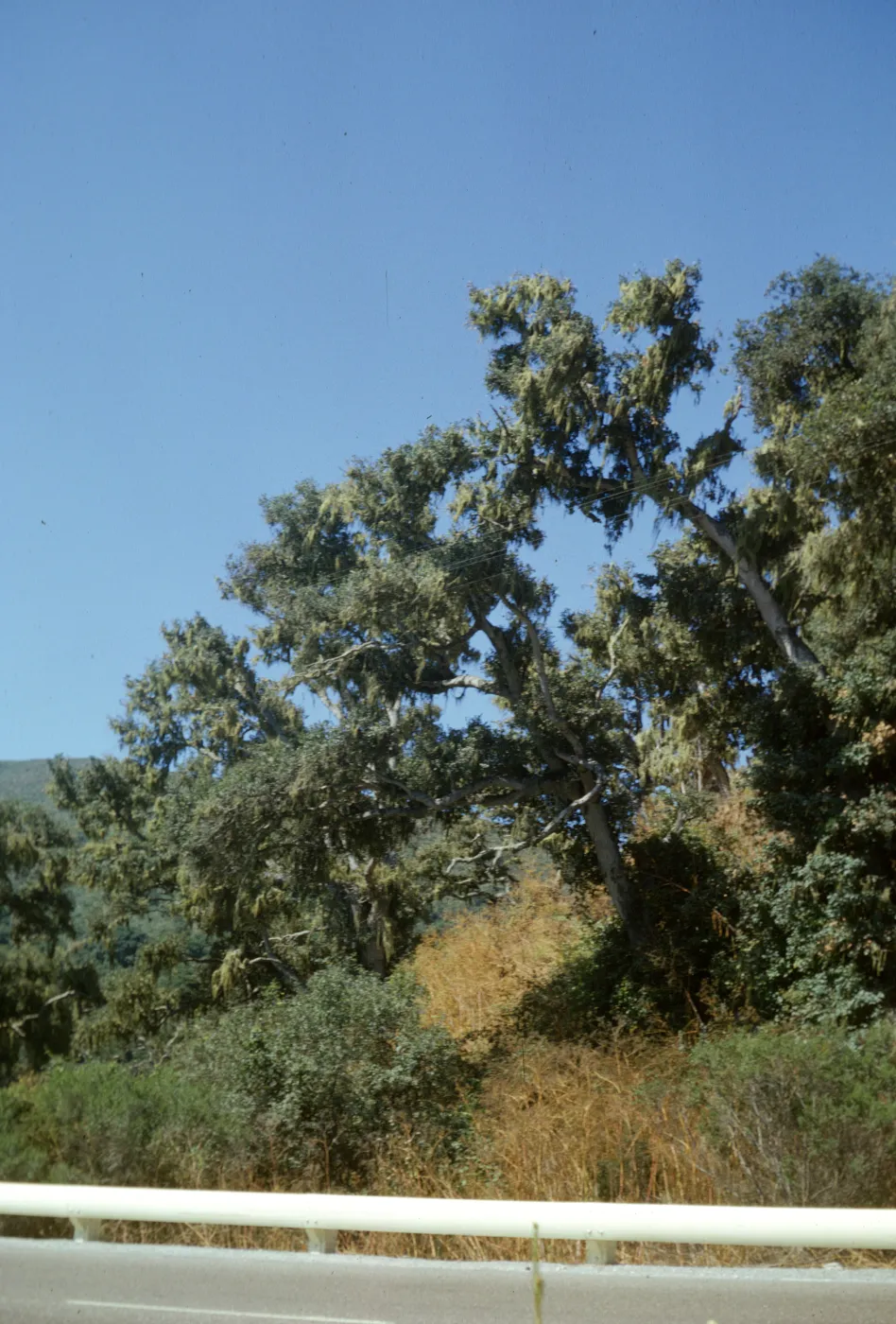 Quercus agrifolia (Coastal Live Oak), Santa Barbara County