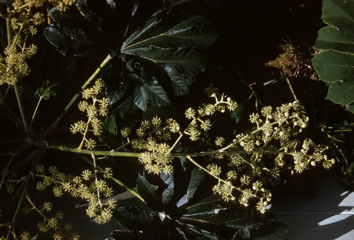 Ricinus communis (Castor bean)