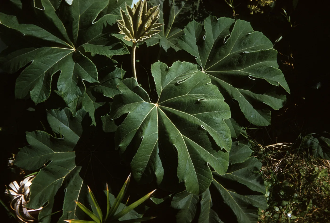Ricinus communis