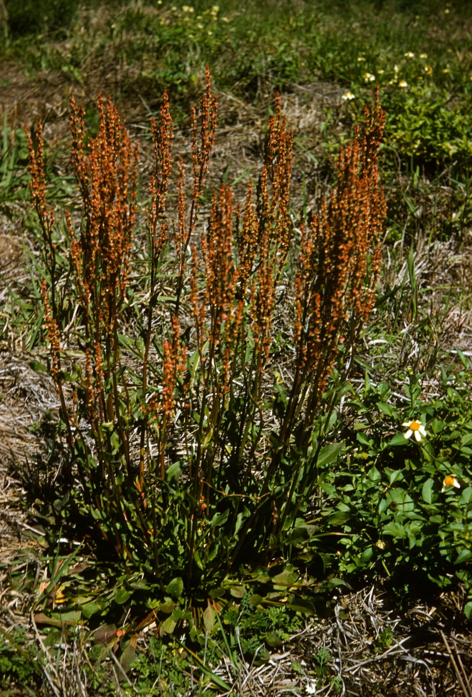 Rumex acetosella