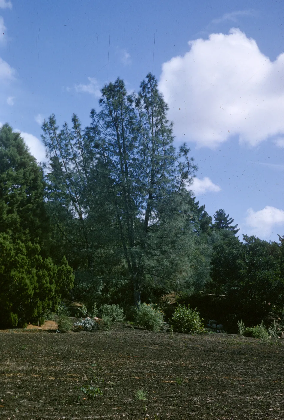 Pinus sabiniana at SBBG