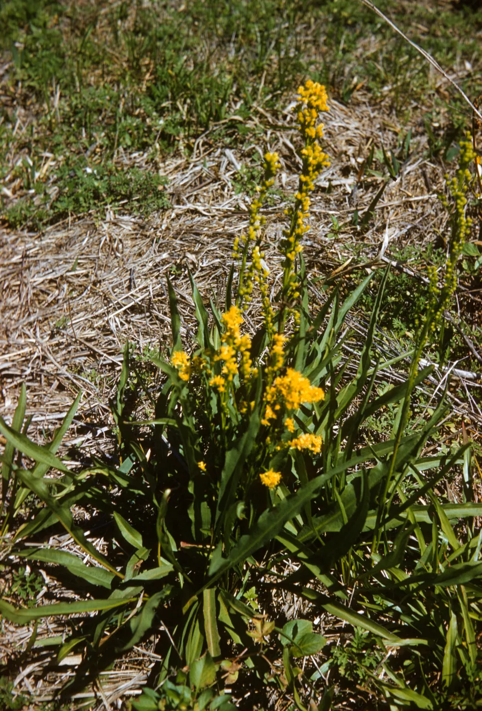 Solidago