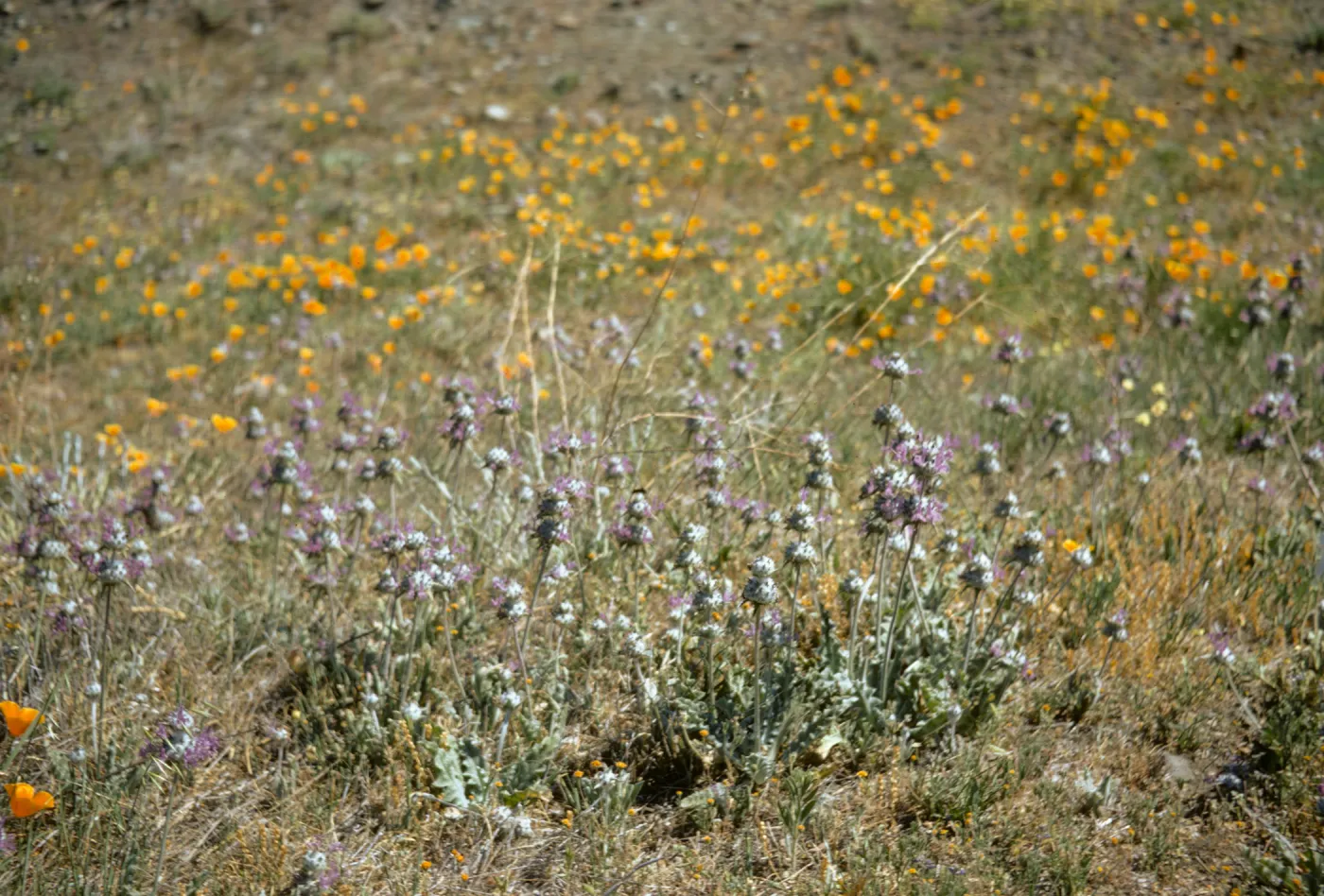 Salvia carduacea (Thistle Sage)