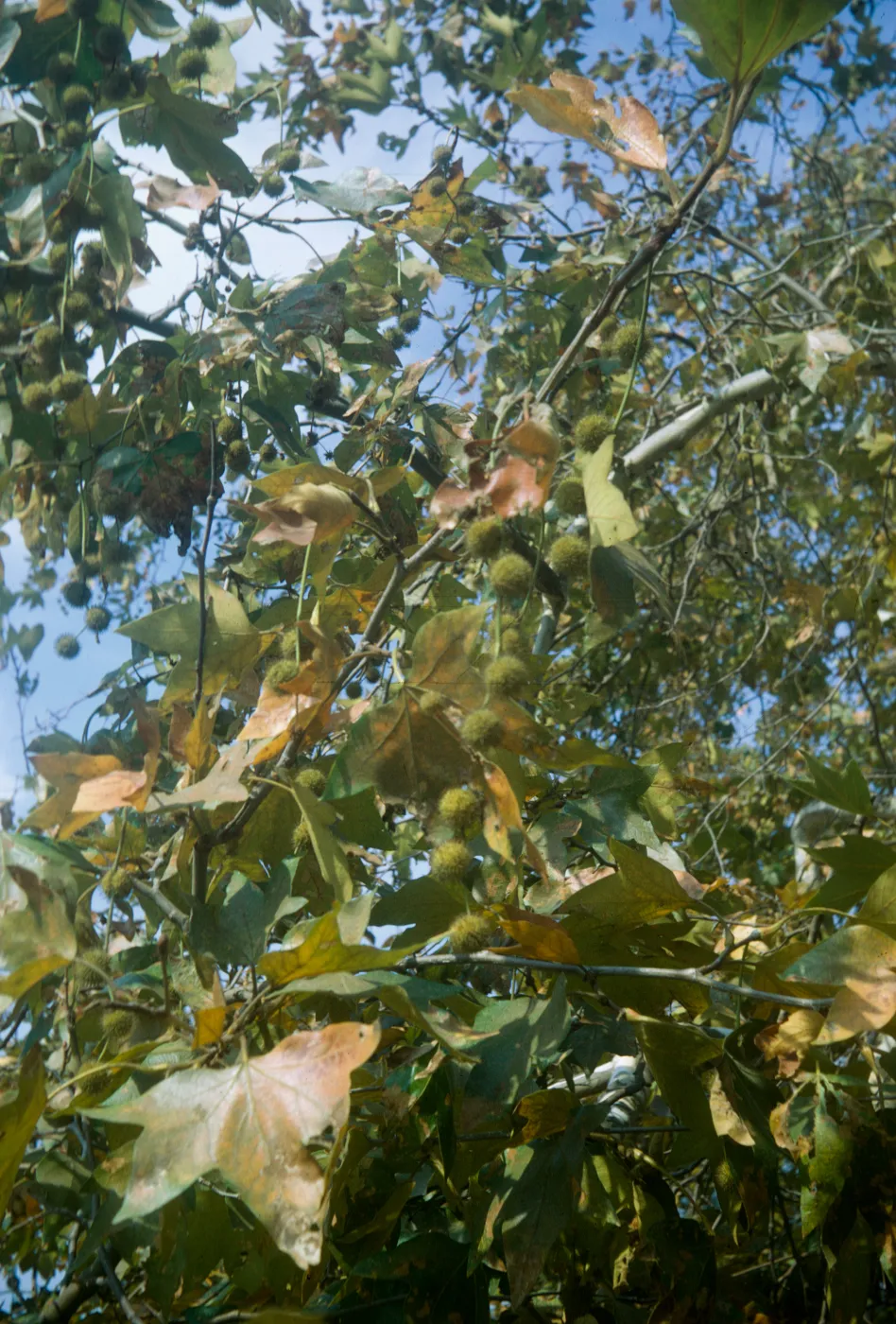 Platanus racemosa, leaves and fruit