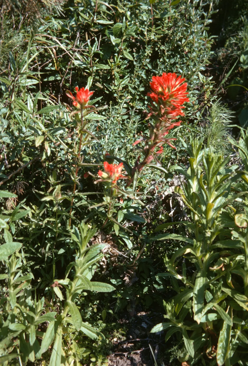 Castilleja, Morro Bay