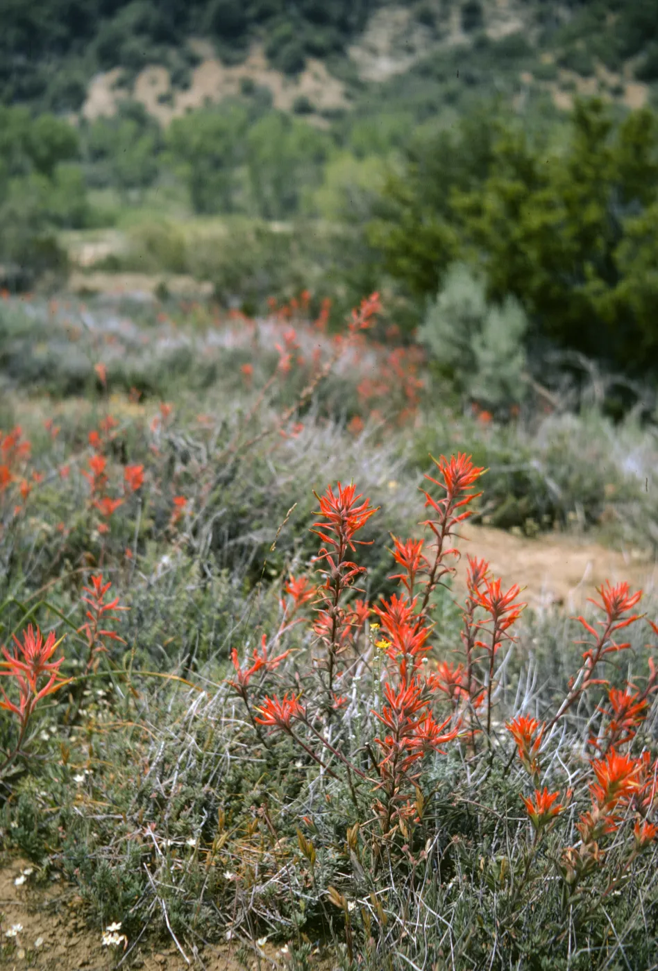 Castilleja jepsonii, Sespe