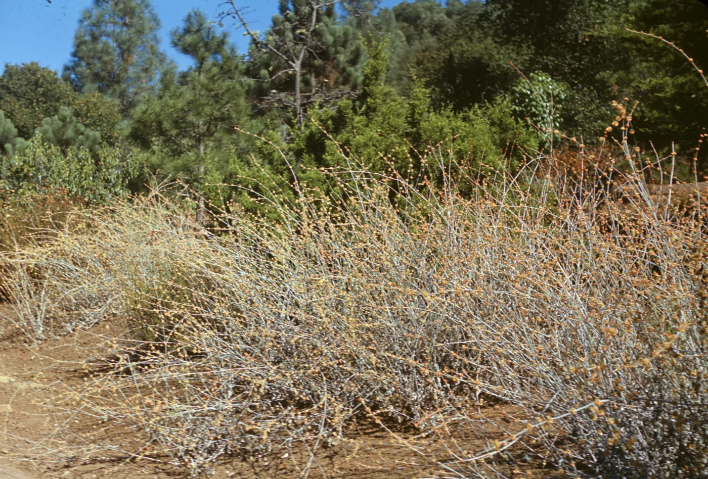 Eriogonum elongatum