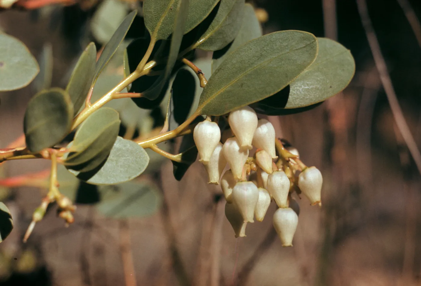 Arctostaphylos glauca