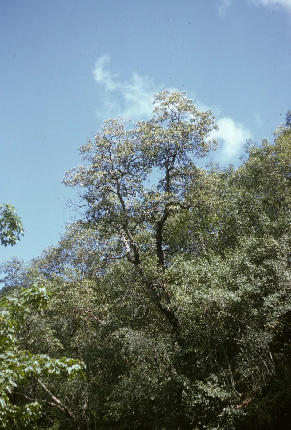 Arbutus menziesii, Jolon Road south of Lucia, Monterey County