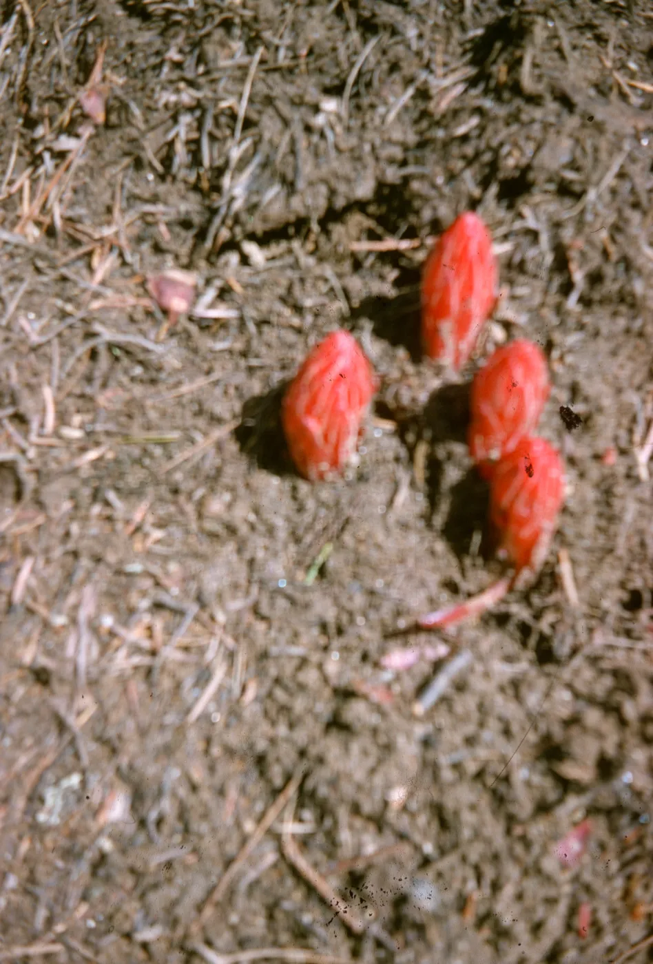 Sarcodes sanguina, Snowdrops