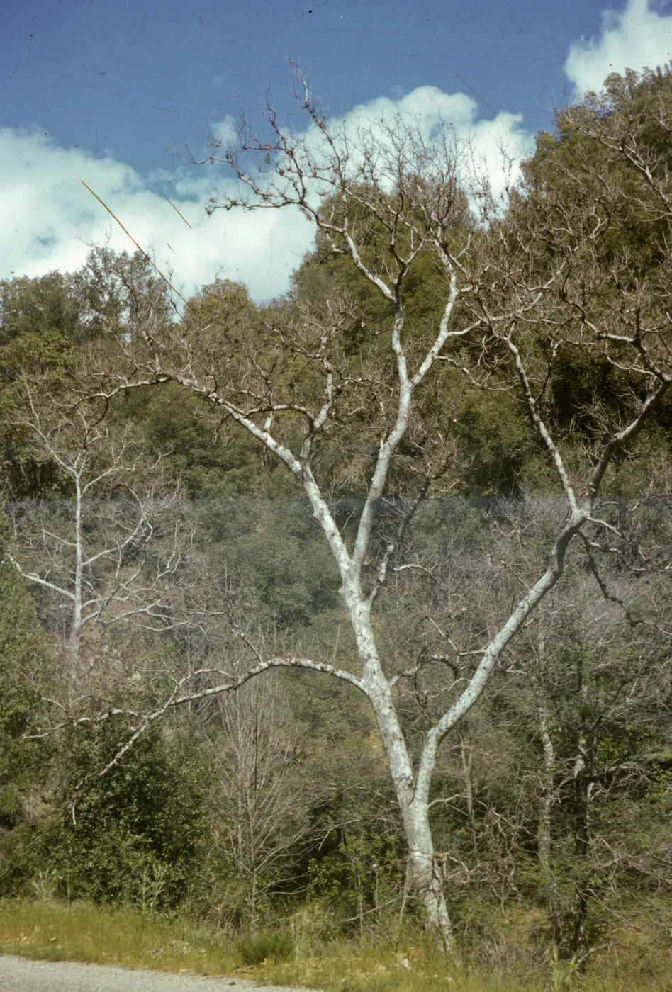 Platanus racemosa