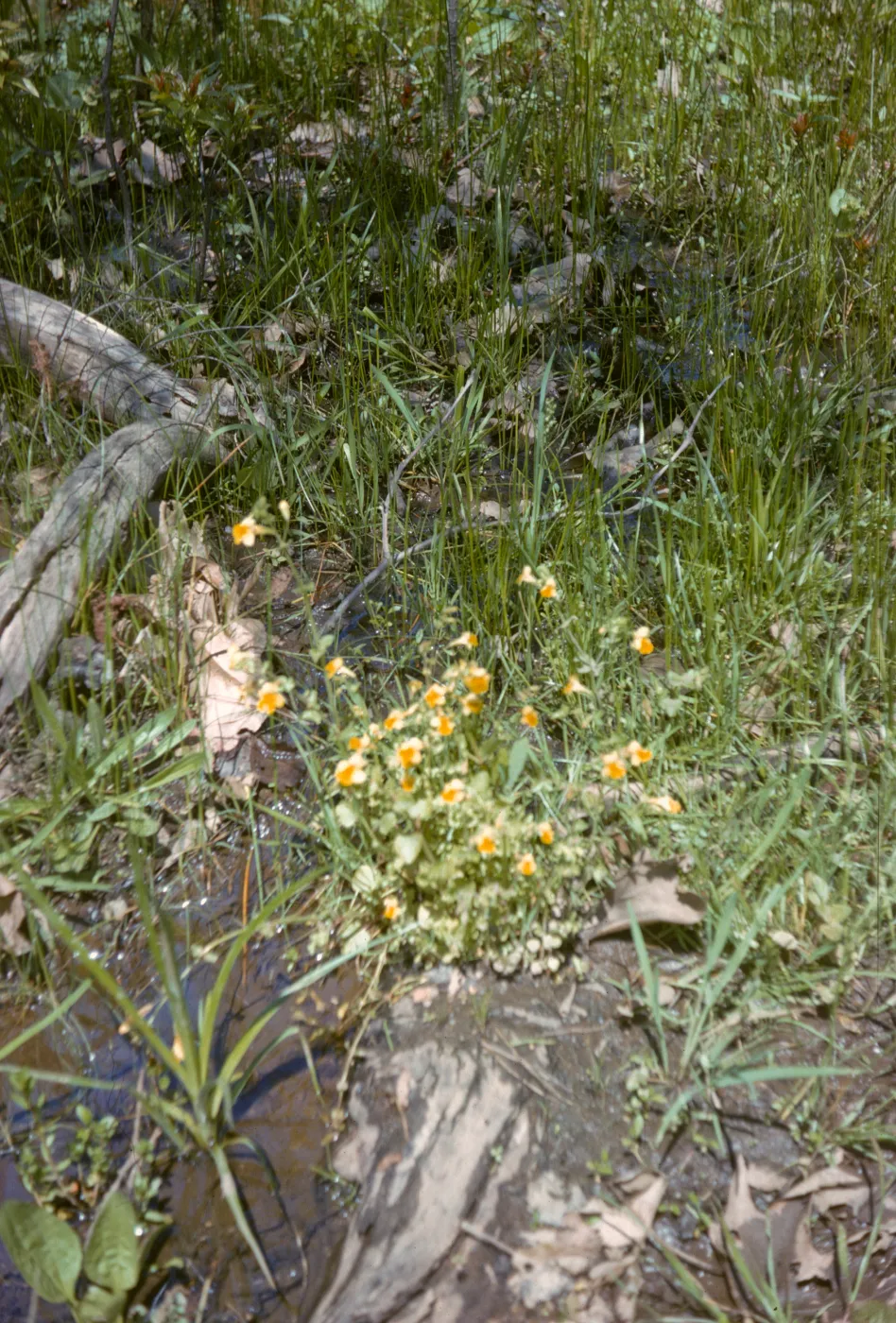 Mimulus