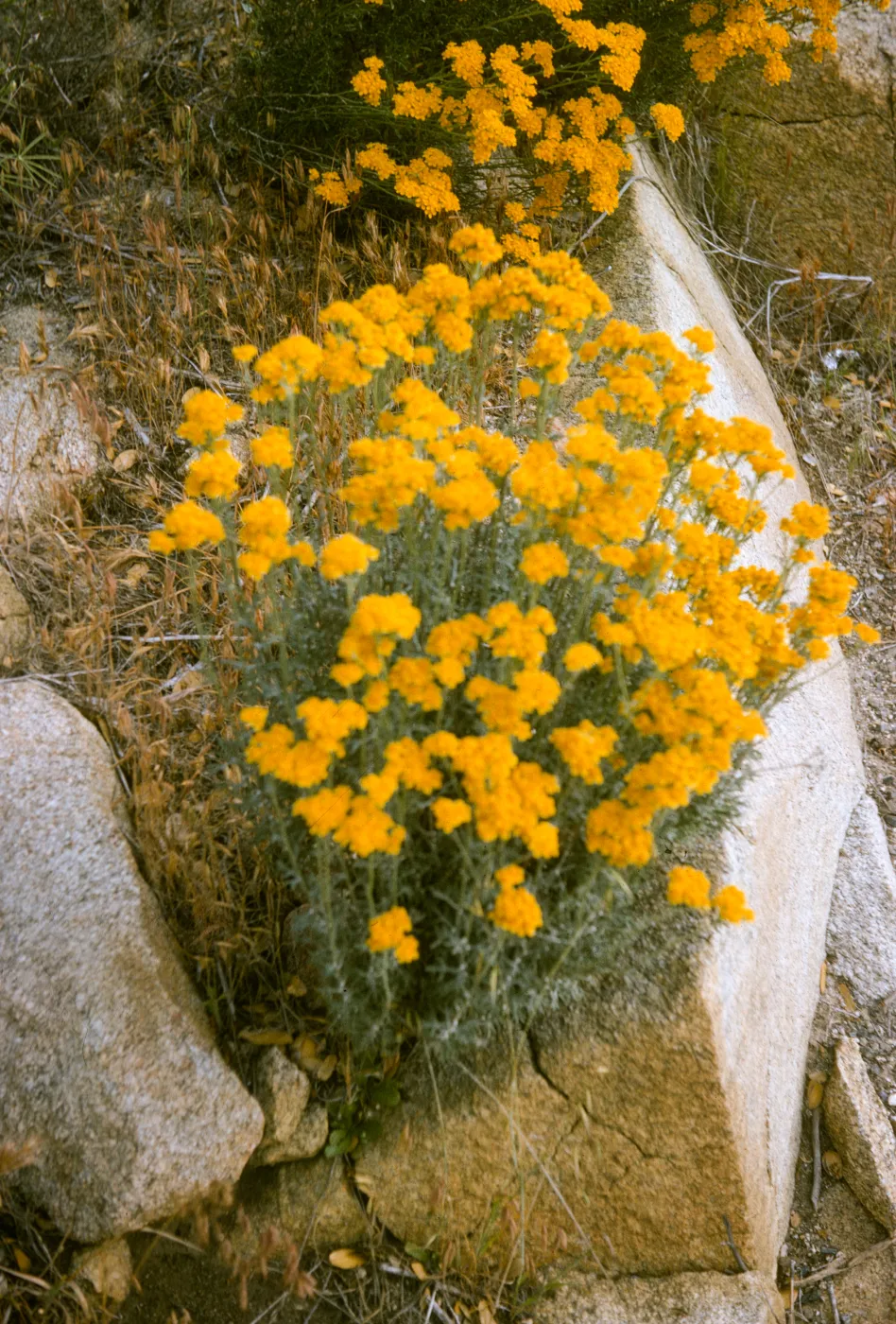 Eriophyllum lanatum