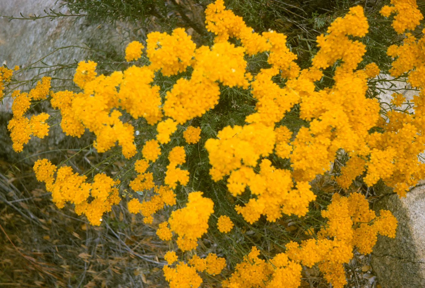 Eriophyllum confertiflorum