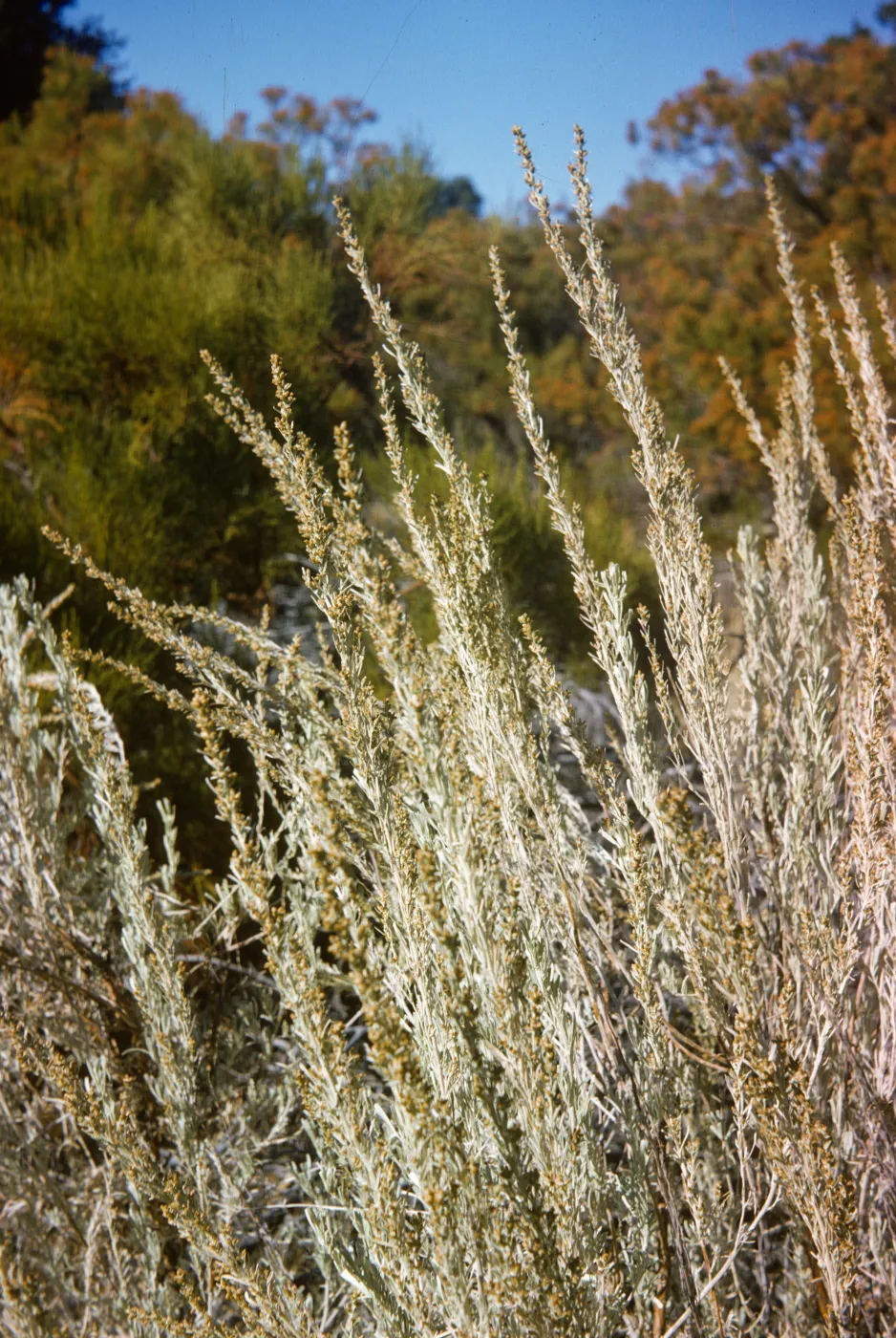 Artemesia tridentata