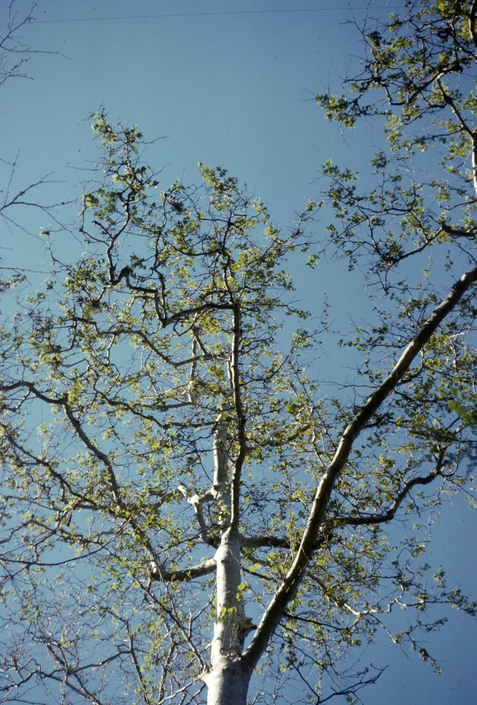 Platanus occidental