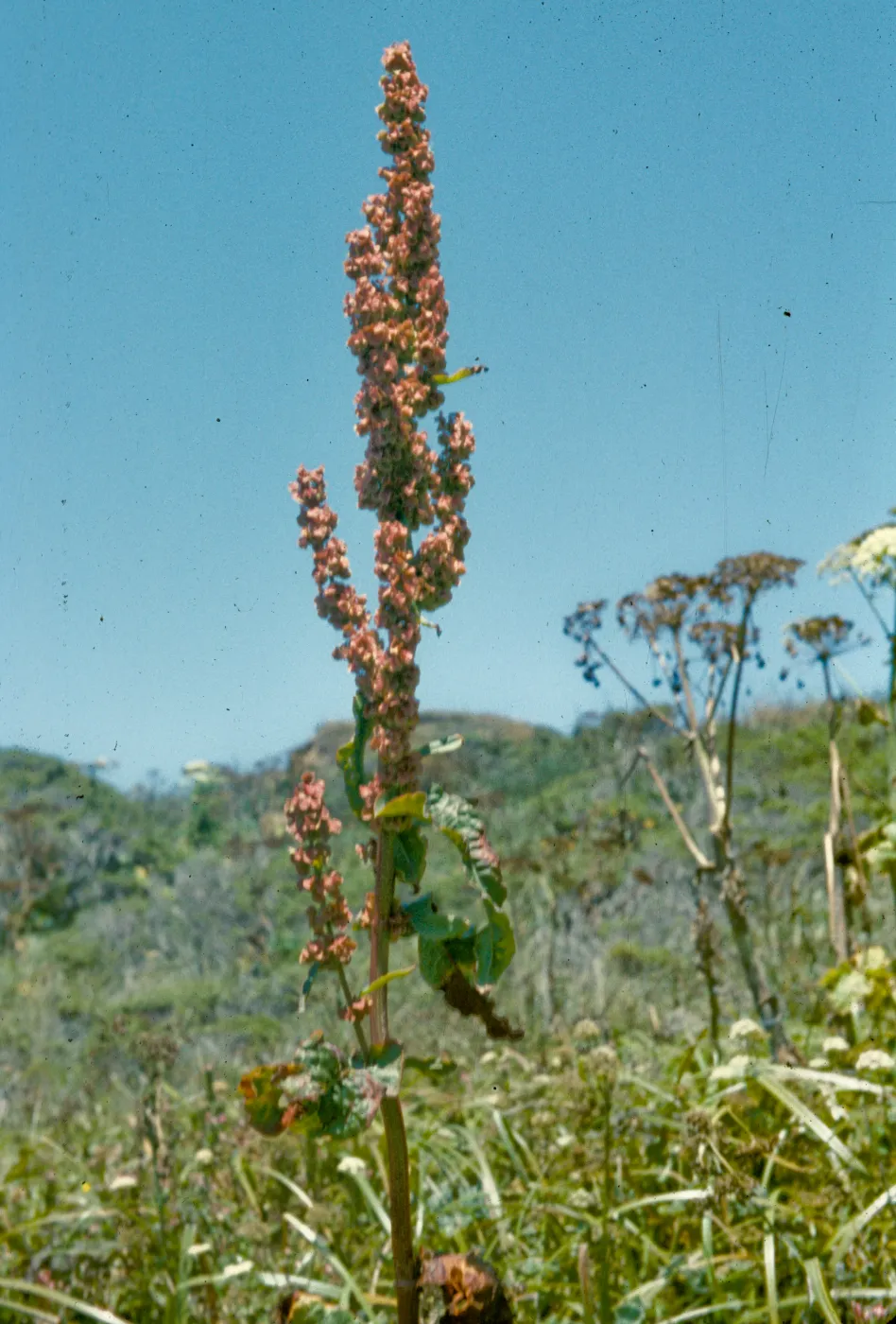 Rumex