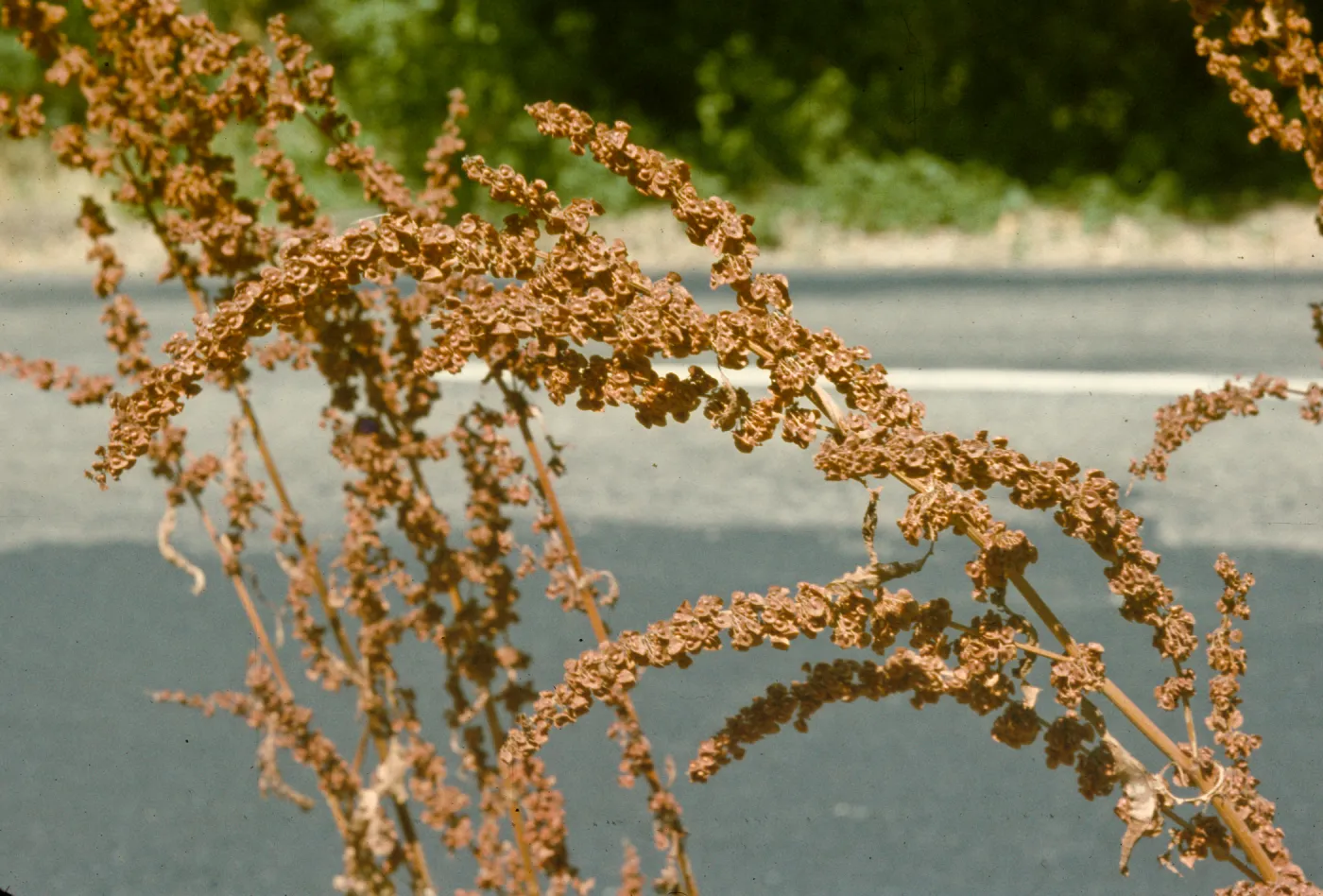 Rumex