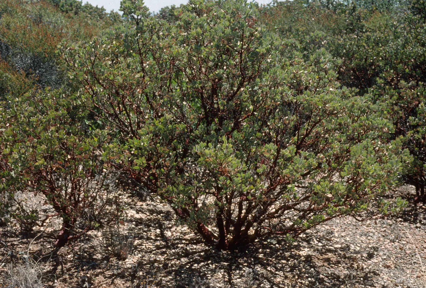 Arctostapyhlos obispoensis