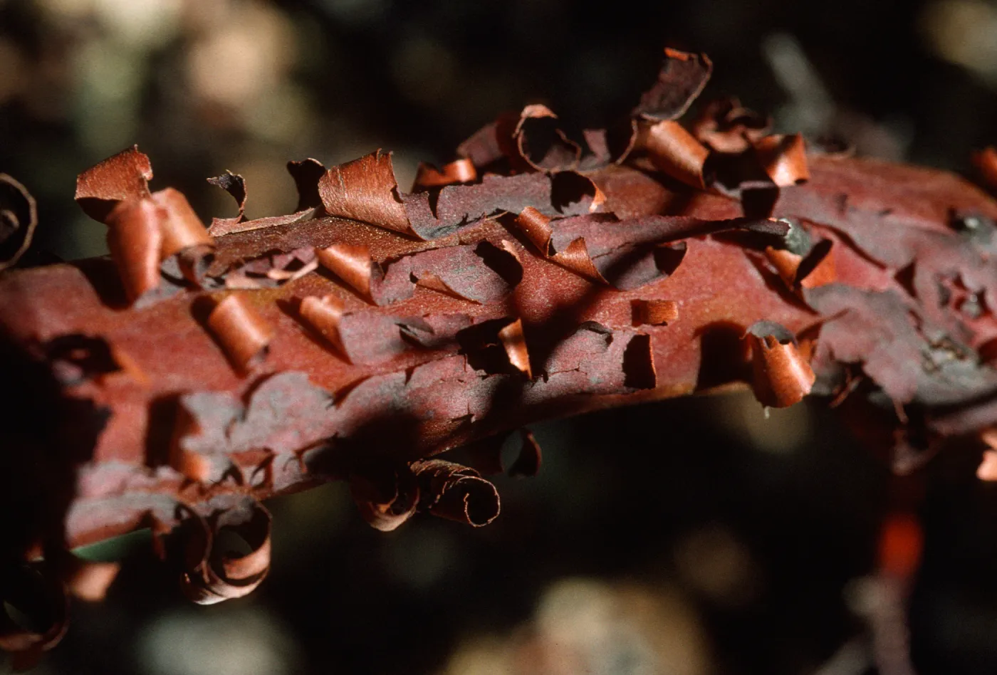 Arctostapyhlos obispoensis bark