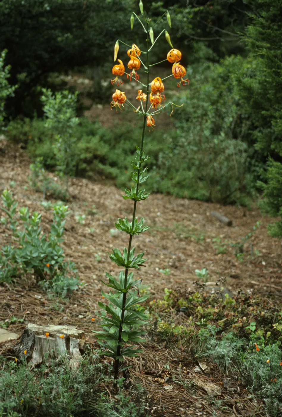 Lilium humboldtii