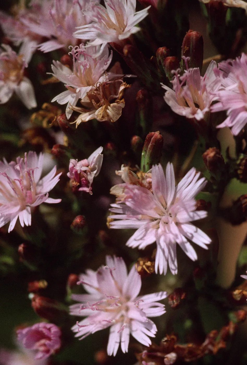 Stephanomeria blairii