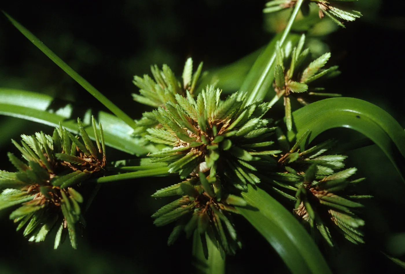 Cyperus