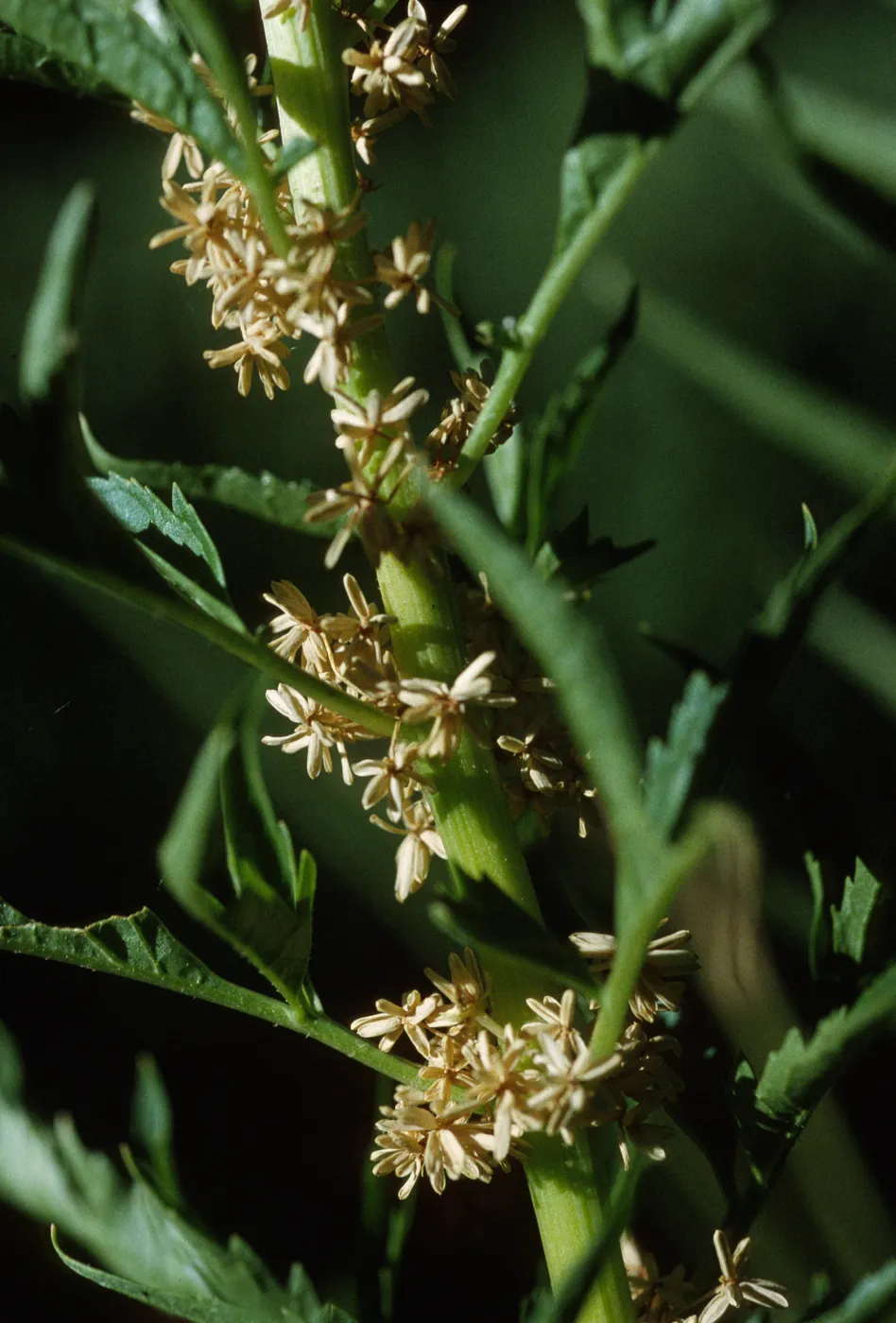 Datisca glomerata