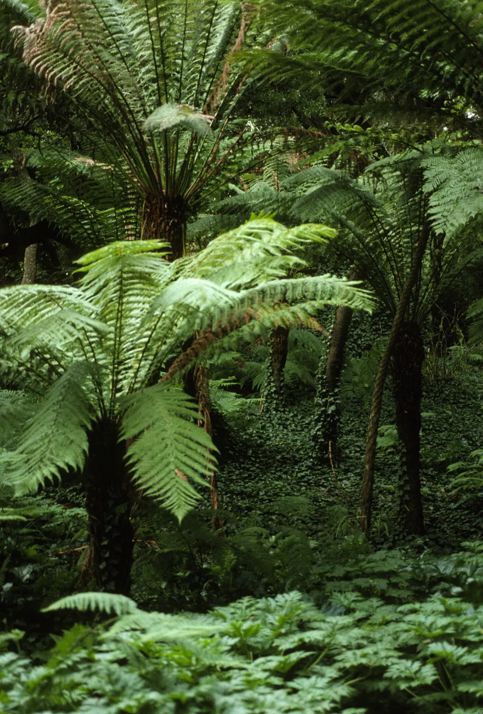 Tree ferns