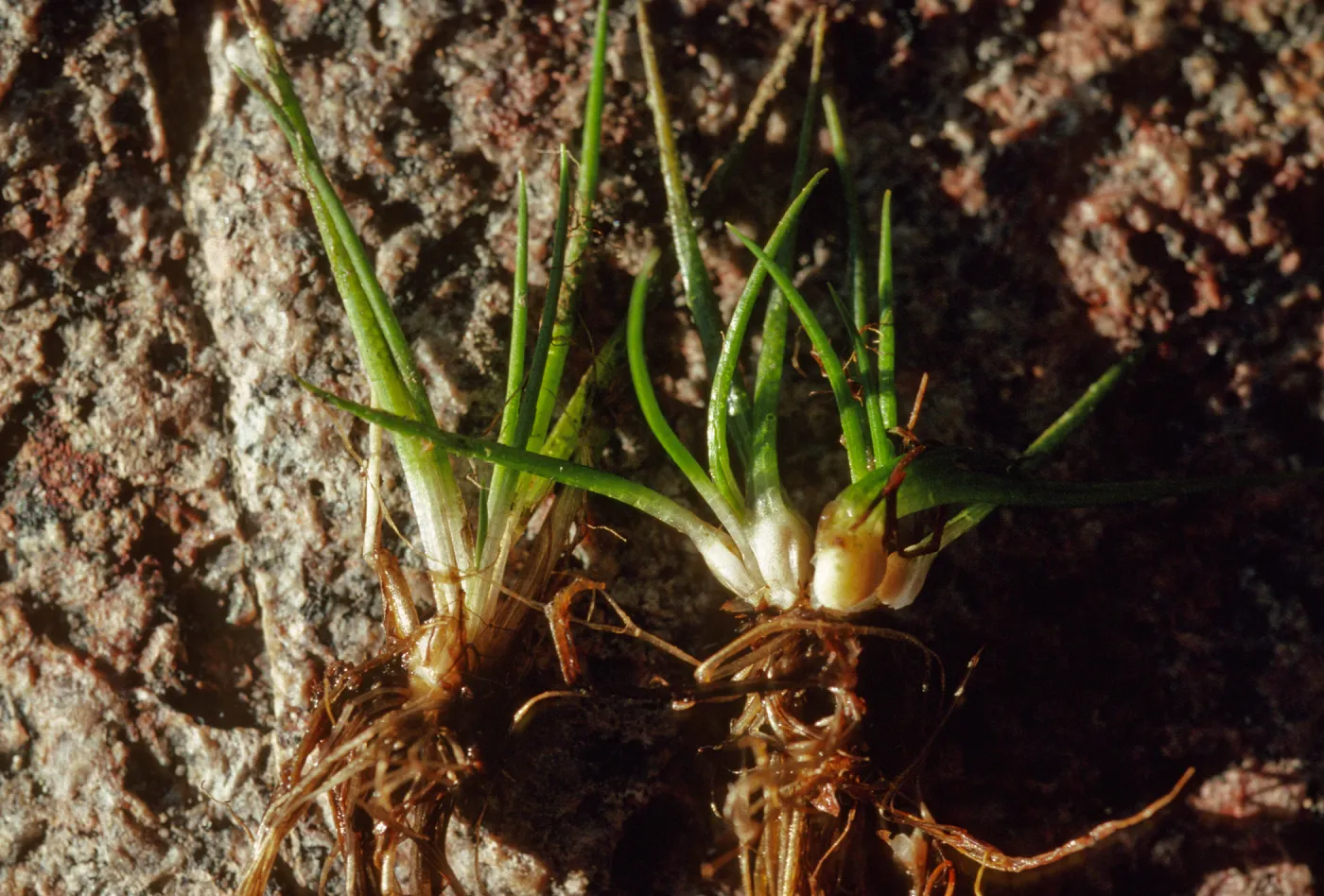 Isoetes