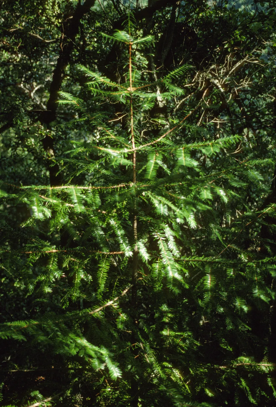 Torreya