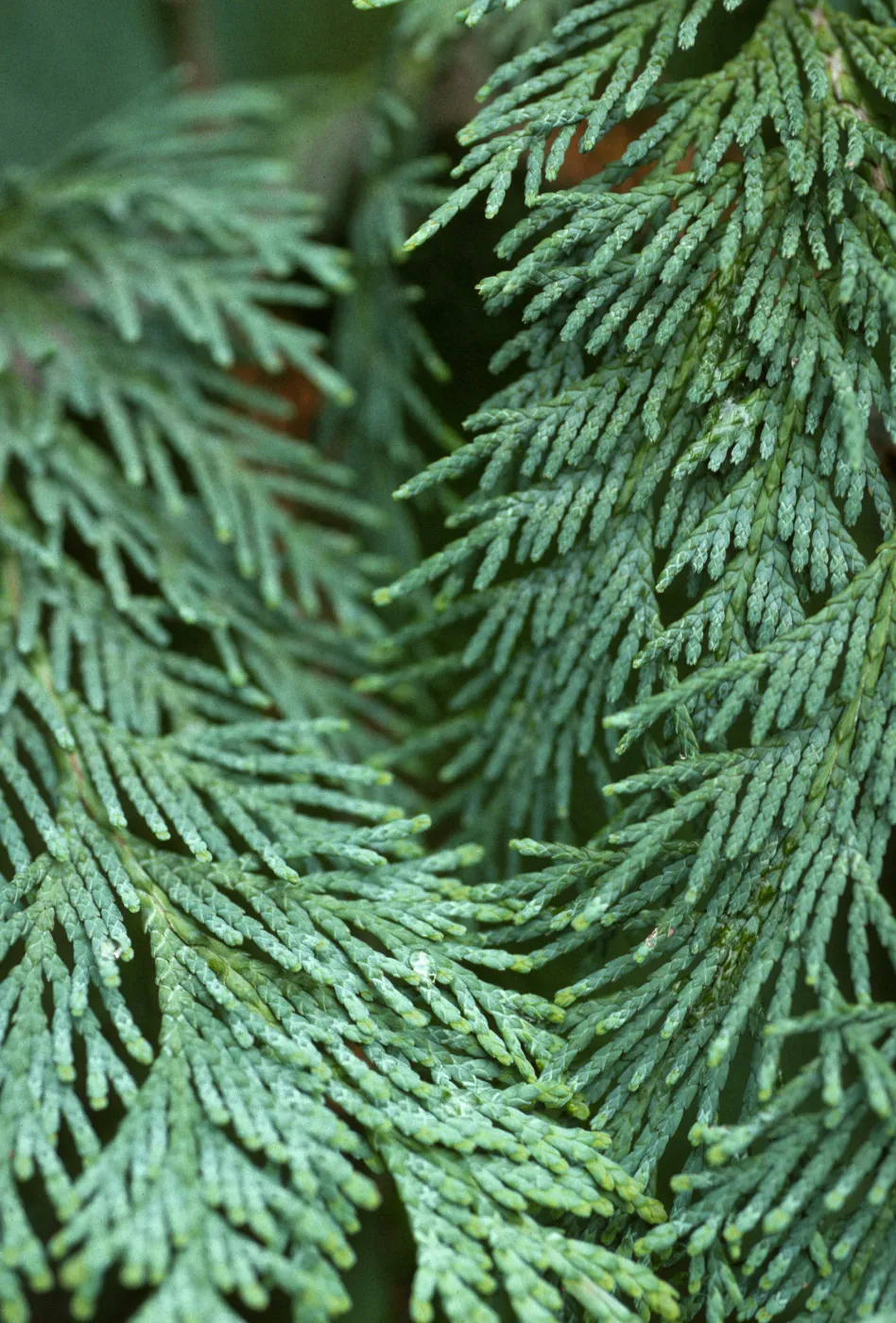 Chamaecyparis lawsoniana