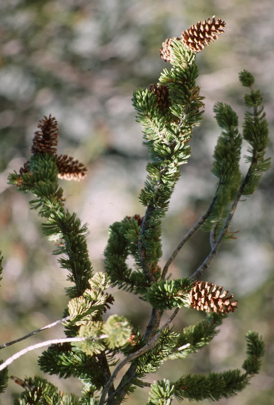 Pinus longaeva