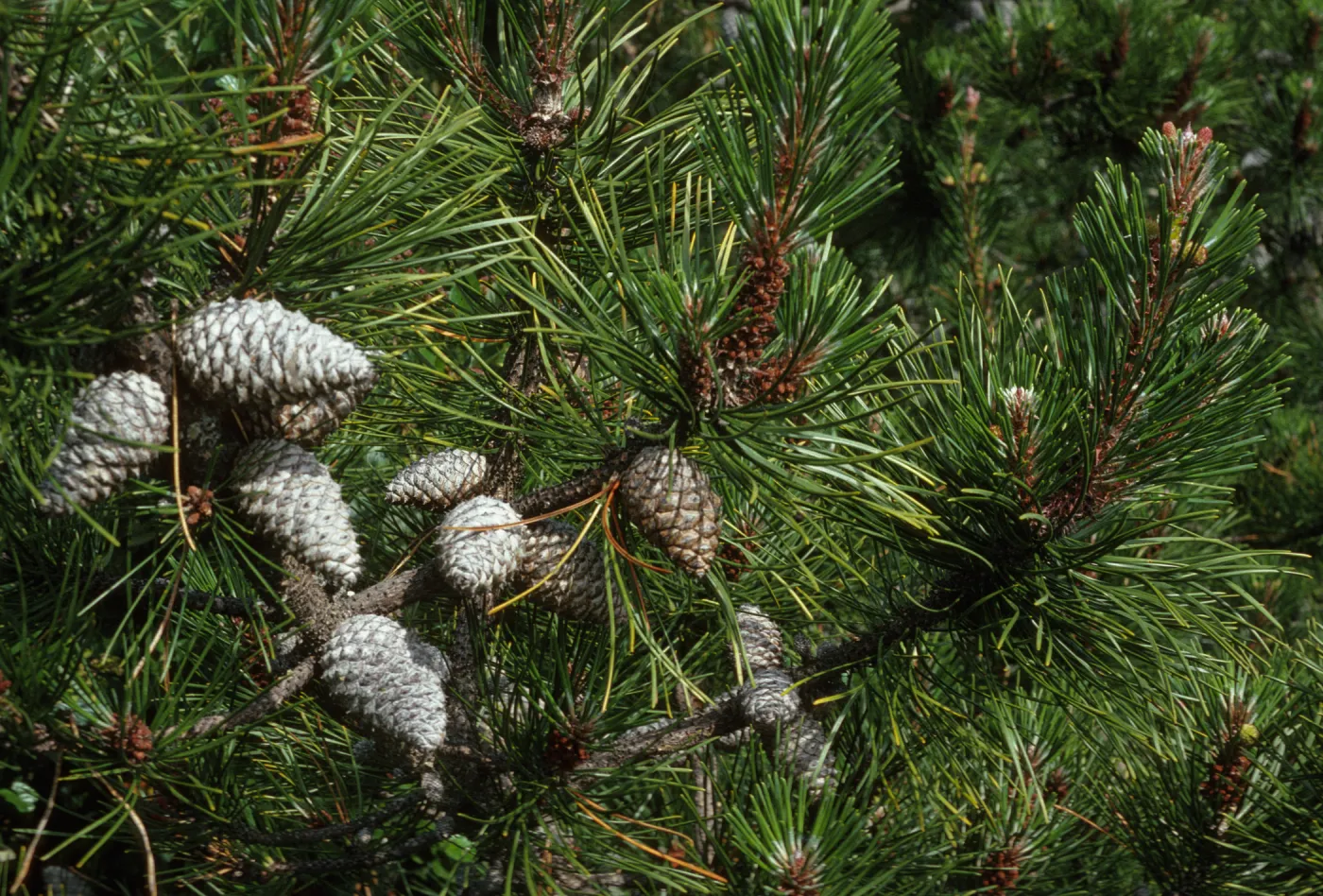 Pinus muricata remorata