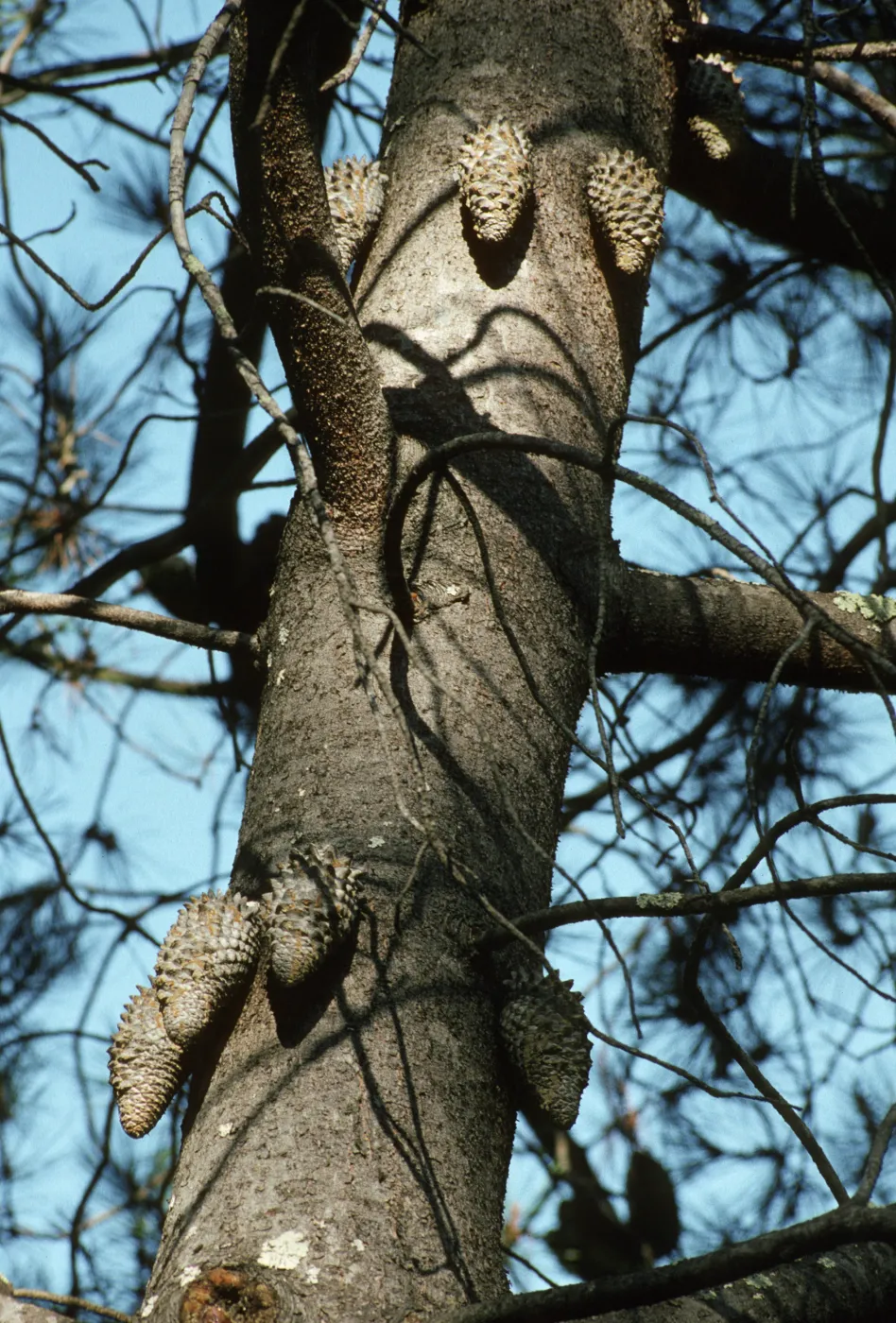 Pinus attenuata (Knobcone pine)