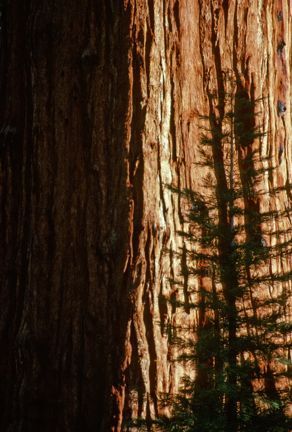 General Sherman Tree