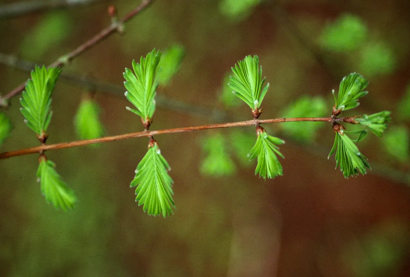 Metasequoia glyptostroboides