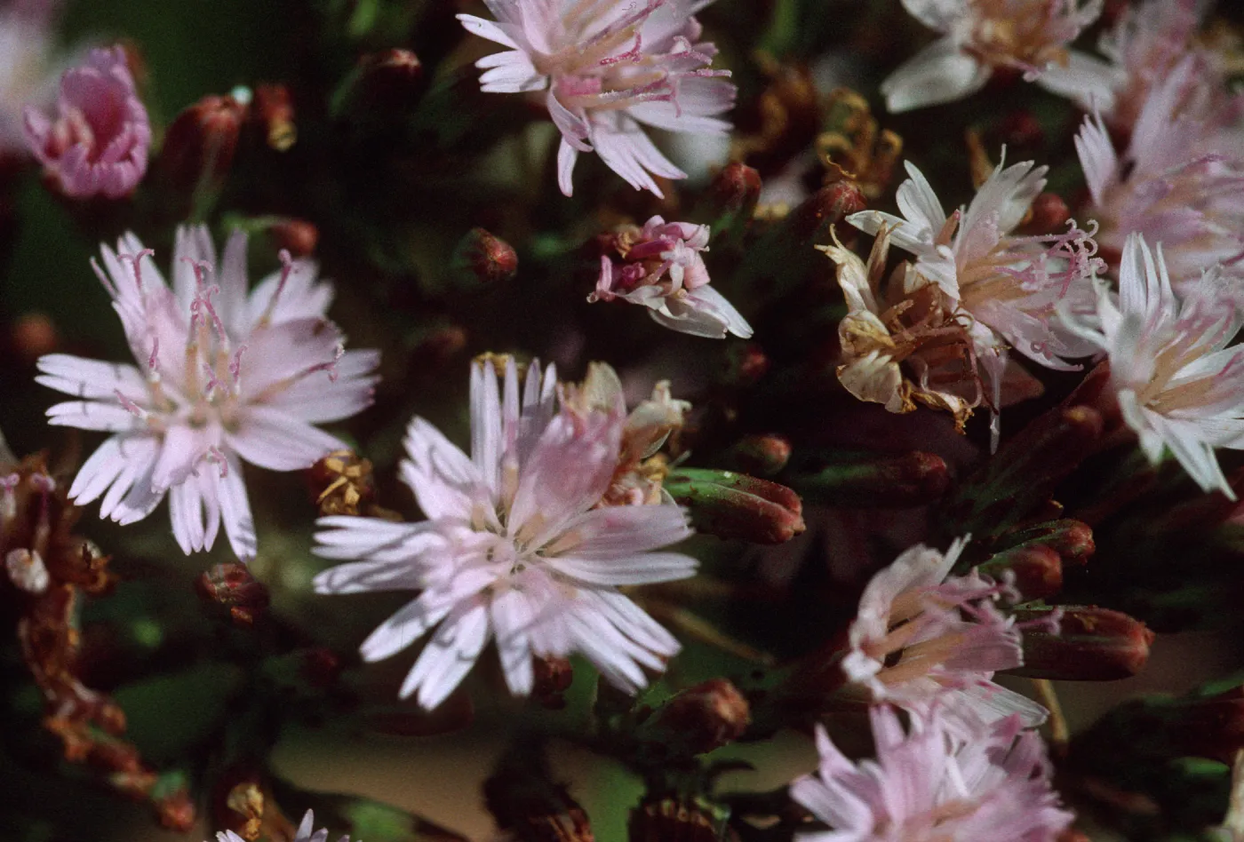 Stephanomeria blairii
